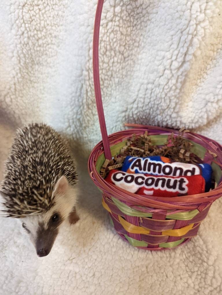 Almond or Coconut Fleece Chocolate Bars Mint Stuffed Candy Hedgehog Toy Cage Buddy Chibi Friend Photo Prop