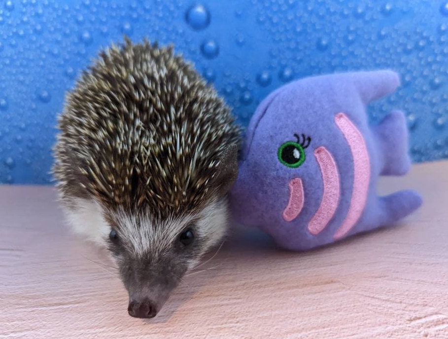 Angelina the Angelfish Toss Toy Mint Stuffed Hedgehog Toy Cage Buddy Photo Prop Enrichment