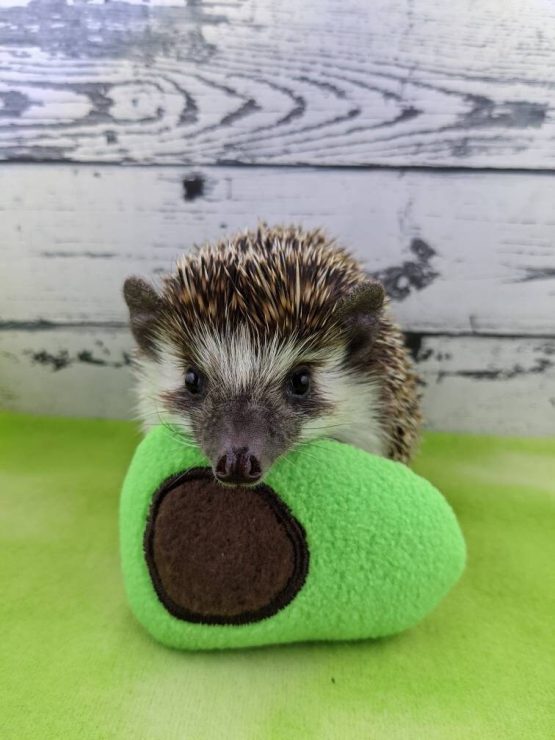 Avocado Mint Stuffed Hedgehog Toy Small Animal Cage Buddy