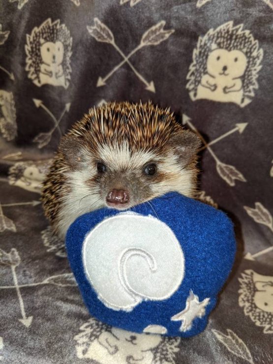 Fossil from Animal Crossing Mint Stuffed Hedgehog Toy Cage Buddy