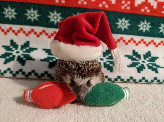 Holiday Light Bulbs Christmas Winter Holiday Mint Stuffed Hedgehog Toy