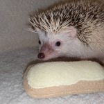 Lemon Bar Pastry Lemongrass Stuffed Hedgehog Toy - Image 4