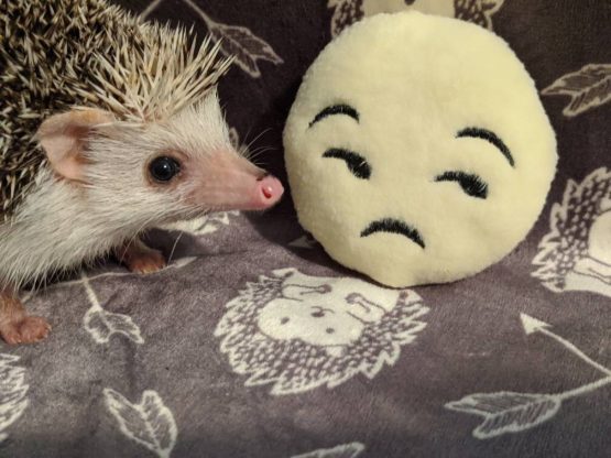 Meh Emoji Mint Stuffed Hedgehog Toy