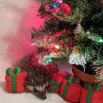 Present Box Christmas Winter Holiday Mint Stuffed Hedgehog Toy - Image 2