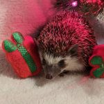 Present Box Christmas Winter Holiday Mint Stuffed Hedgehog Toy - Image 3