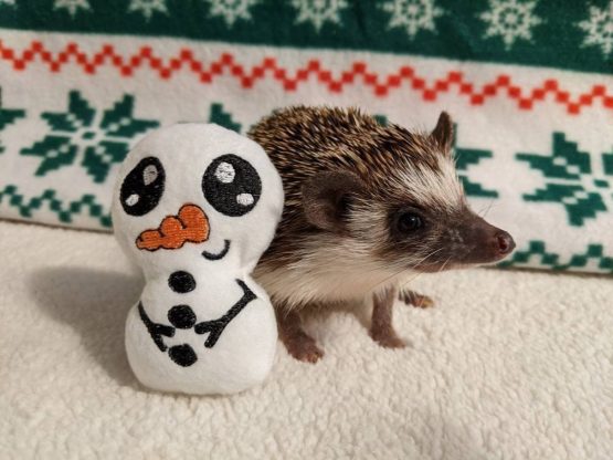 Snow Baby Snowman Christmas Winter Holiday Mint Stuffed Hedgehog Toy