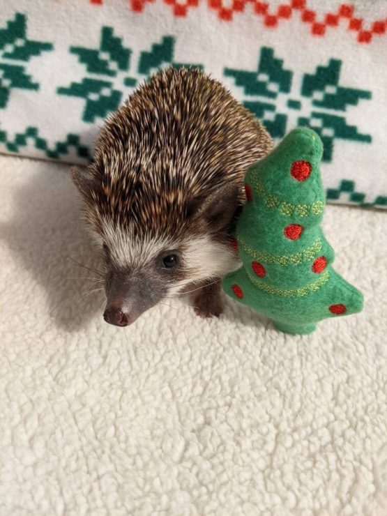 Yule Tree Christmas Winter Holiday Mint Stuffed Hedgehog Toy