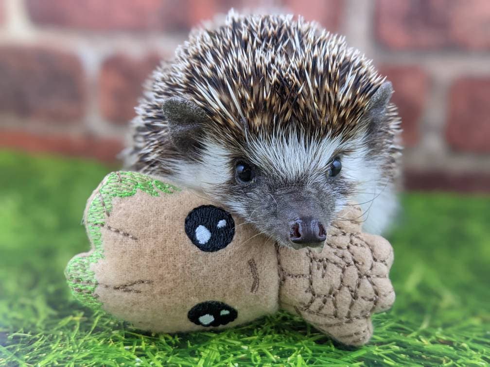 Baby Chibi Kawaii Tree Root Mint Stuffed Hedgehog Toy Cage Buddy