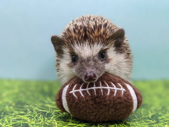 Football Mint Stuffed Hedgehog Toy Cage Buddy