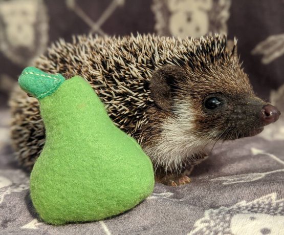 Not So Prickly Pear Mint Stuffed Hedgehog Toy