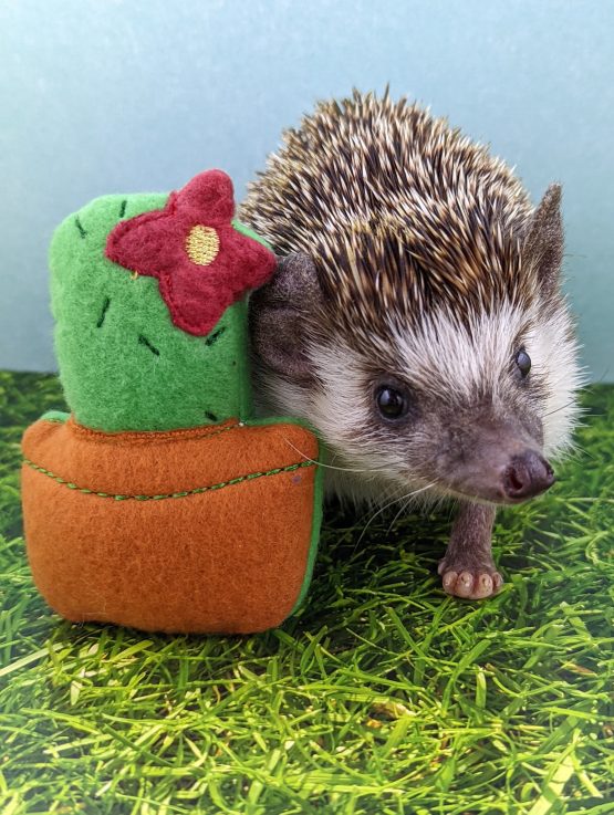 Ouchless Cactus Mint Stuffed Hedgehog Toy