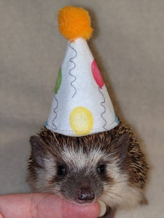 Party hat for Hedgehog Small Pets Birthday Gotcha Day Celebration