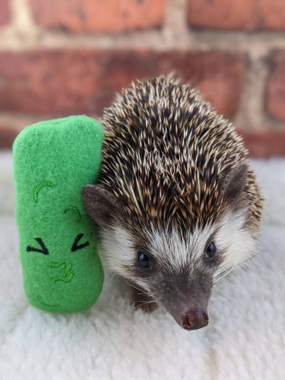 Sour Pickle Mint Stuffed Hedgehog Toy Small Animal Cage Buddy